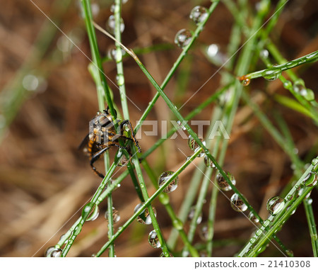 Assassin fly en face 21410308