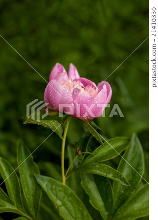 Pink peony at rainy day 21410330