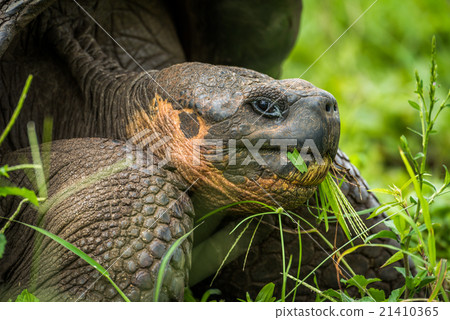 Close-up of Galapagos giant tortoise eating grass 21410365