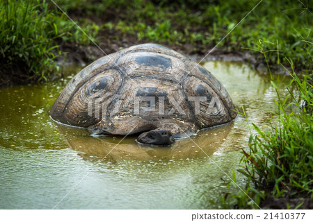 Galapagos giant tortoise lying in shallow pool Galapagos giant tortoise lying in shallow pool 21410377