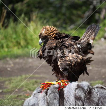 Eagle Filia 21410503