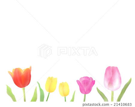 鬱金香 鬱金香 21410683