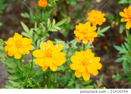 yellow flower in garden 21410744