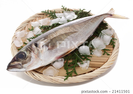 Horse mackerel	 21411501