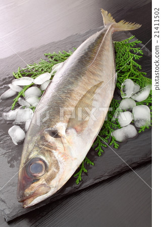 Horse mackerel	 21411502