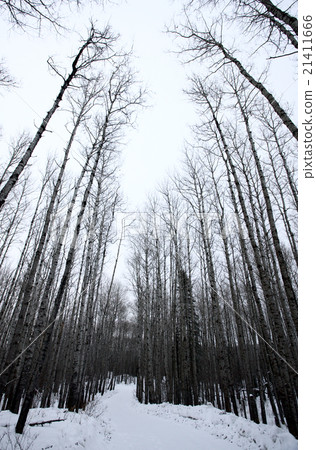 Aspen Trees Canada 21411666