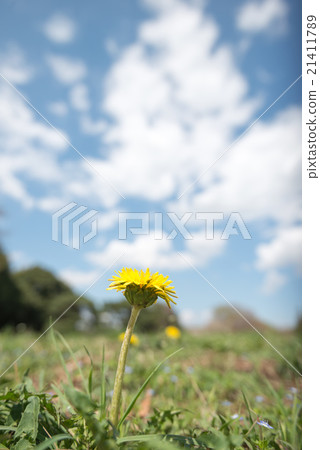 Dandelion in the field 21411789