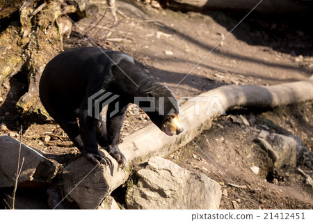 Malaysian bear or Sun bear 21412451