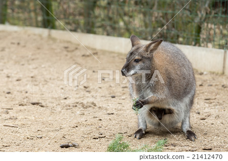 Closeup of a Red-necked Wallaby Closeup of a Red-necked Wallaby 21412470
