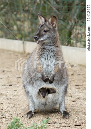 Closeup of a Red-necked Wallaby Closeup of a Red-necked Wallaby 21412471