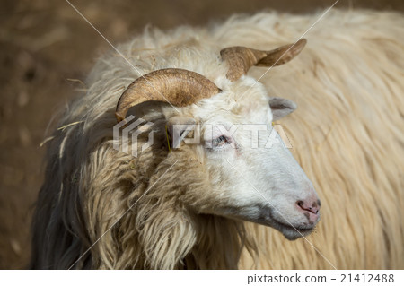 ram or rammer, male of sheep ram or rammer, male of sheep 21412488