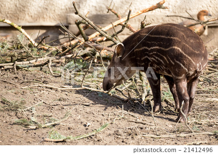 baby of the endangered South American tapir baby of the endangered South American tapir 21412496