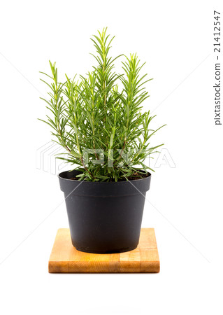 rosemary inside a black pot 21412547