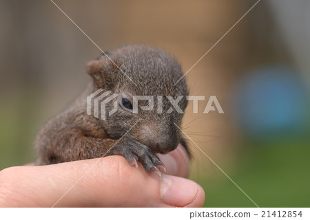squirrel 21412854