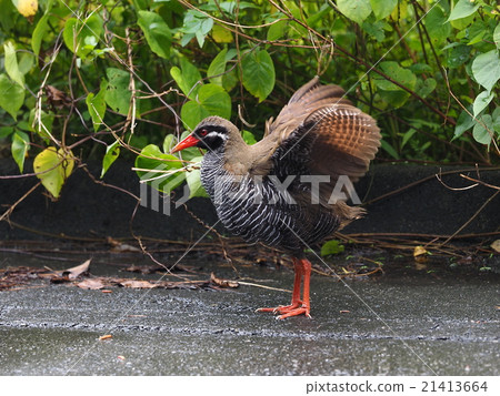 Yambarukuina 21413664