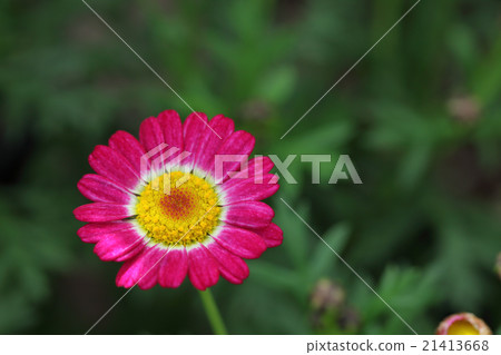 流星紅色瑪格麗特花 21413668