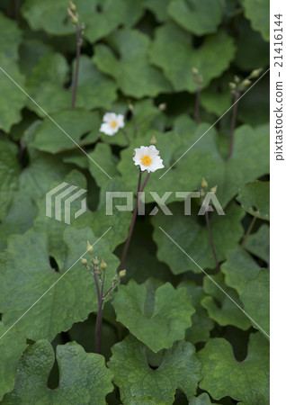 Shirayuki Gishi Shirayuki Gishi 21416144