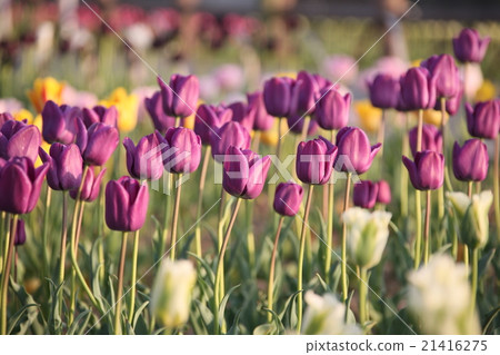 Tulip Tulip 21416275