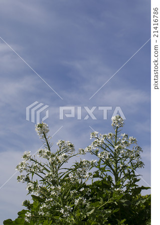 Daikon flower 21416786