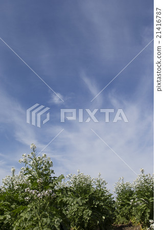 Daikon花 21416787