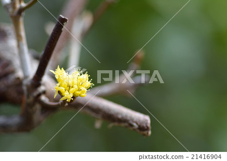 Sans的花朵 21416904