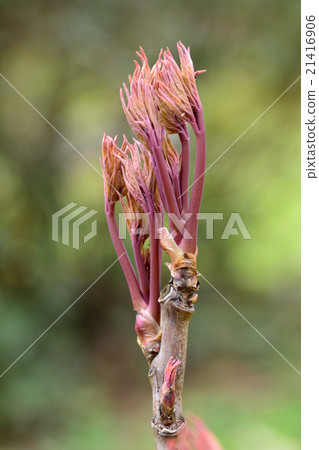 牡丹的花蕾 21416906