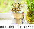 Weed Cactus in the tin can on the window  21417377