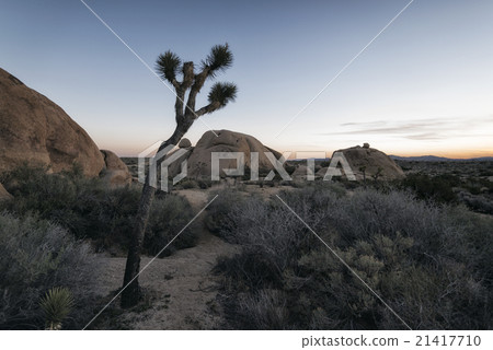 Joshua Tree National Park, California 21417710