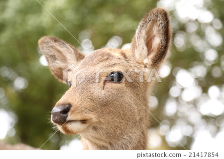 A deer A deer 21417854