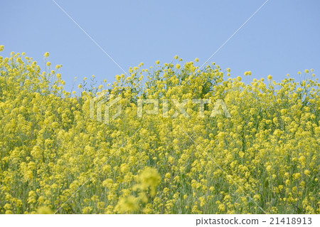 Rape blossoms and blue sky 21418913