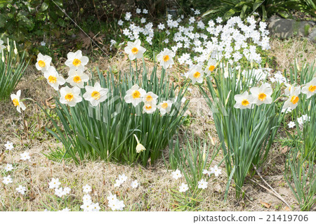 Daffodils, Tsukushi, Hananilla 2 21419706