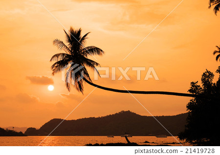 coconut tree hanging over the beach at sunset 21419728