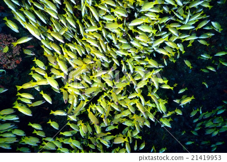 Yosugefudai 21419953