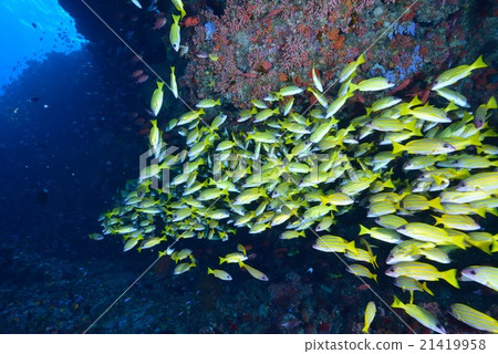 Yosugefudai Yosugefudai 21419958