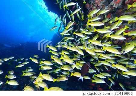 Yosugefudai Yosugefudai 21419966