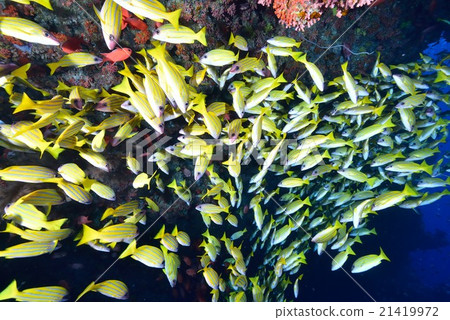 Yosugefudai Yosugefudai 21419972