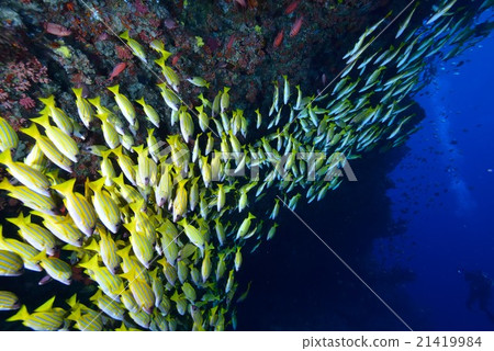 Yosugefudai 21419984