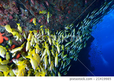 Yosugefudai 21419985