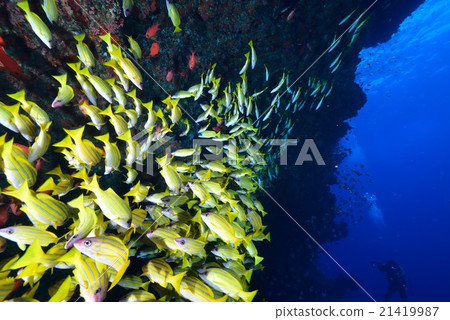 Yosugefudai 21419987