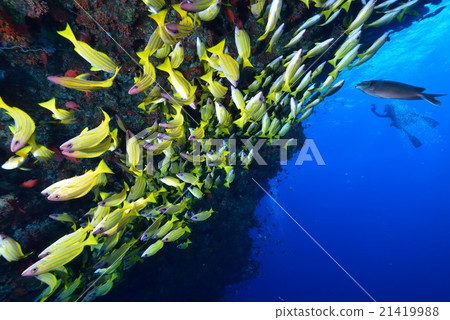 Yosugefudai Yosugefudai 21419988