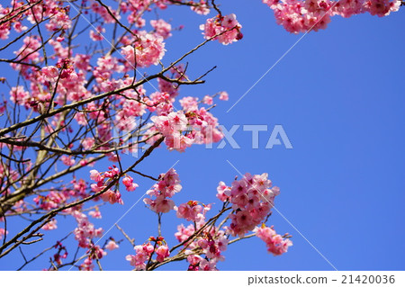 Double cherry blossoms Double cherry blossoms 21420036