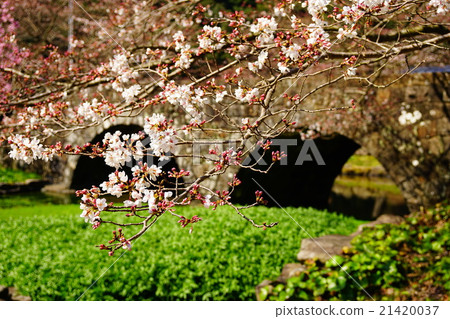 櫻花和眼鏡橋 櫻花和眼鏡橋 21420037