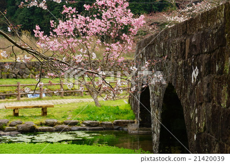 眼鏡和櫻花 眼鏡和櫻花 21420039