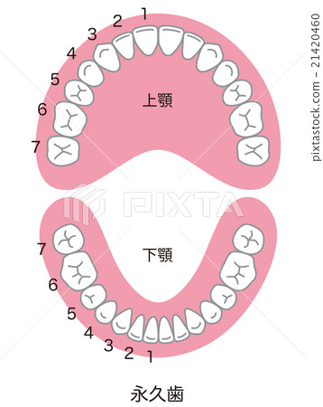 對齊的牙齒數量 21420460