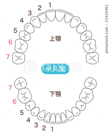 對齊的牙齒數量 對齊的牙齒數量 21420461