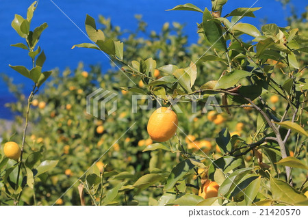 Lemon from Setouchi 21420570