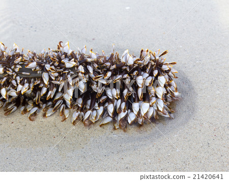 Gooseneck Barnacles Gooseneck Barnacles 21420641