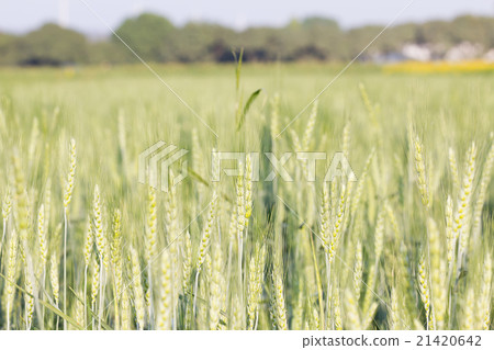 Green barley growing in a field Green barley growing in a field 21420642