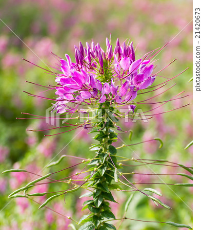 Pink spider flower Pink spider flower 21420673