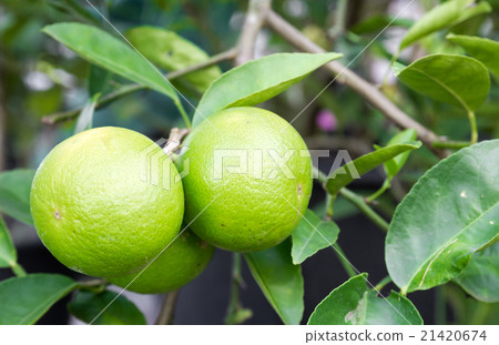 Pomelo fruit Pomelo fruit 21420674